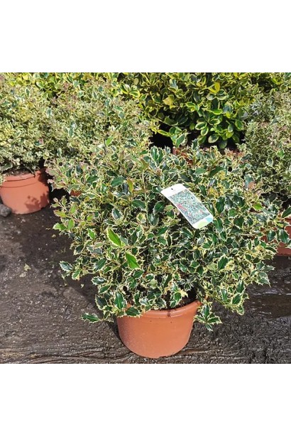 Падуб Аргентея Маргіната в горшку 